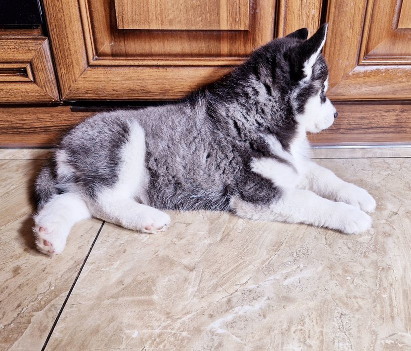 Niebieskooki szczeniak Siberian Husky międzynarodowy rodowod FCI ZKwP