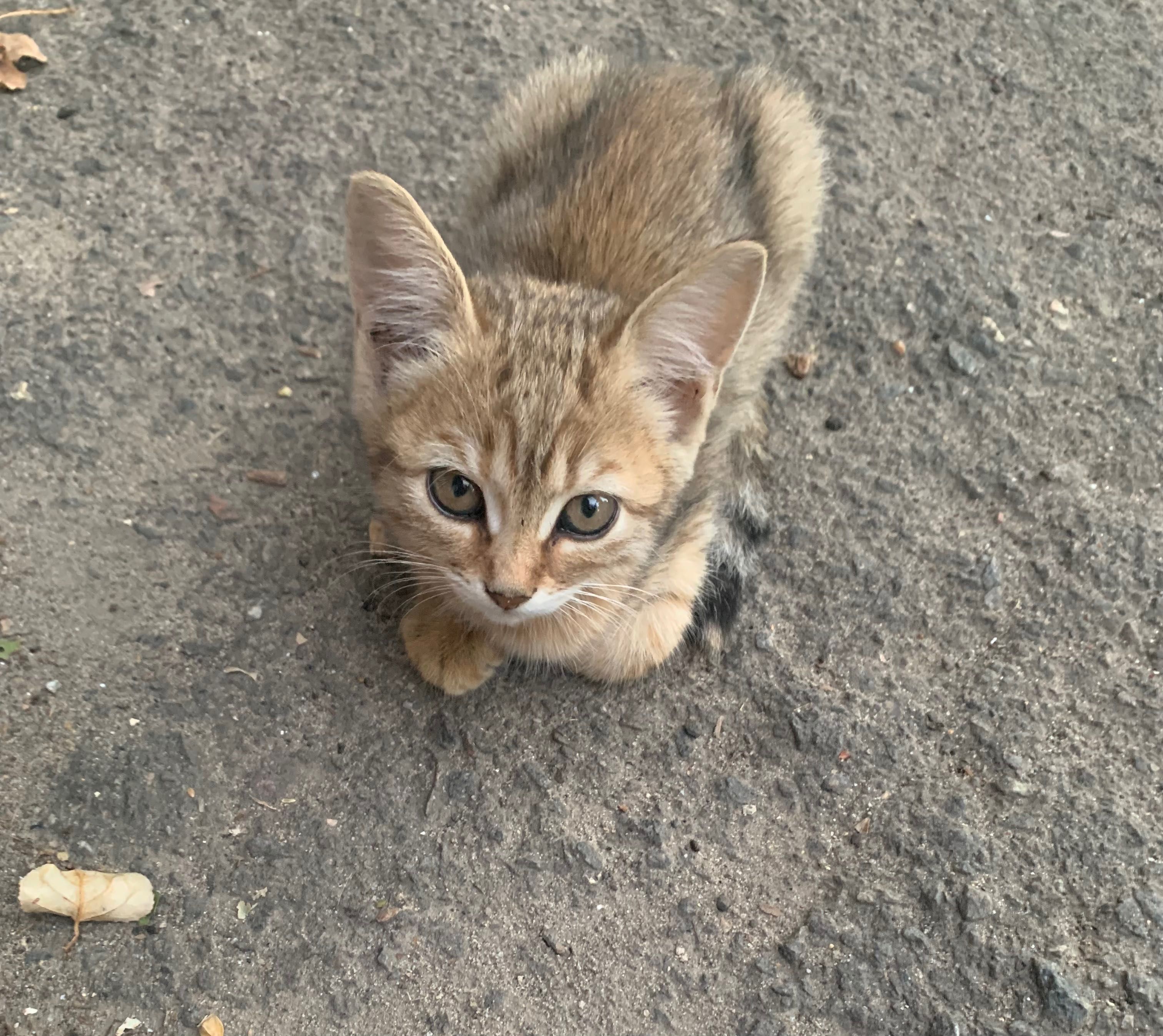 Кошенята в добрі руки