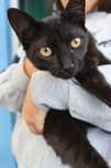 Gato preto para adoção responsável