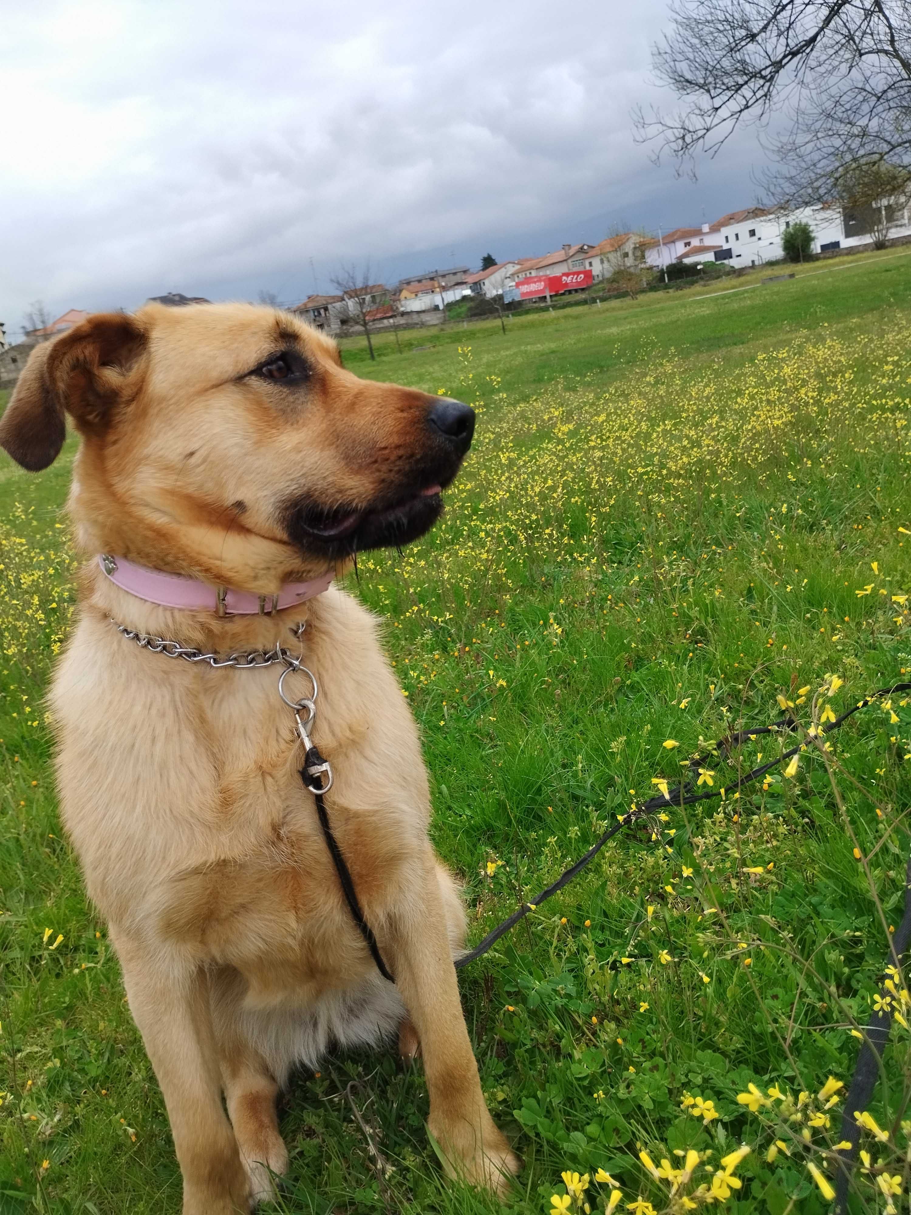 Cão Alegre para doação