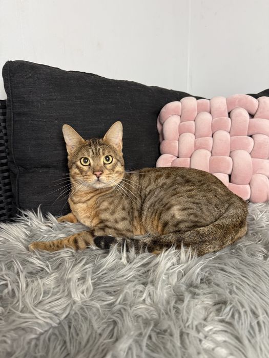 Велетень Тео Саванна Ф5