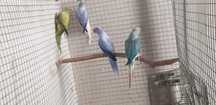Ring neck  opalinas