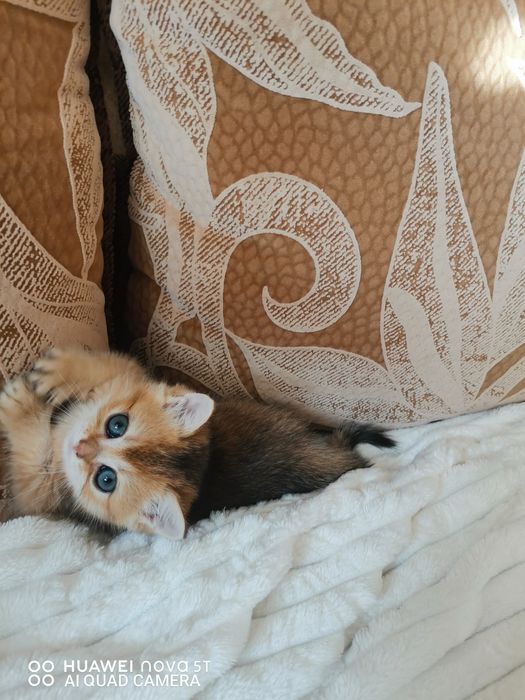 Британская золотая шиншилла