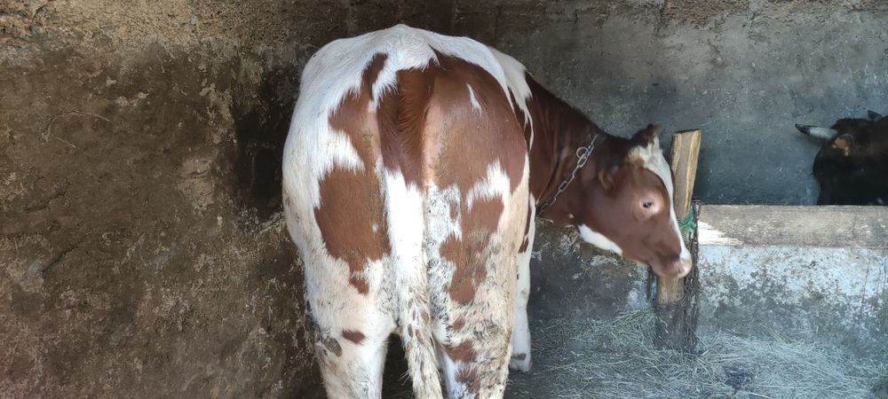 Продам плем(айширку)