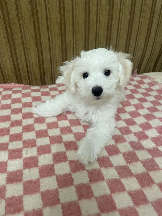 Продається Бішон Фрізе