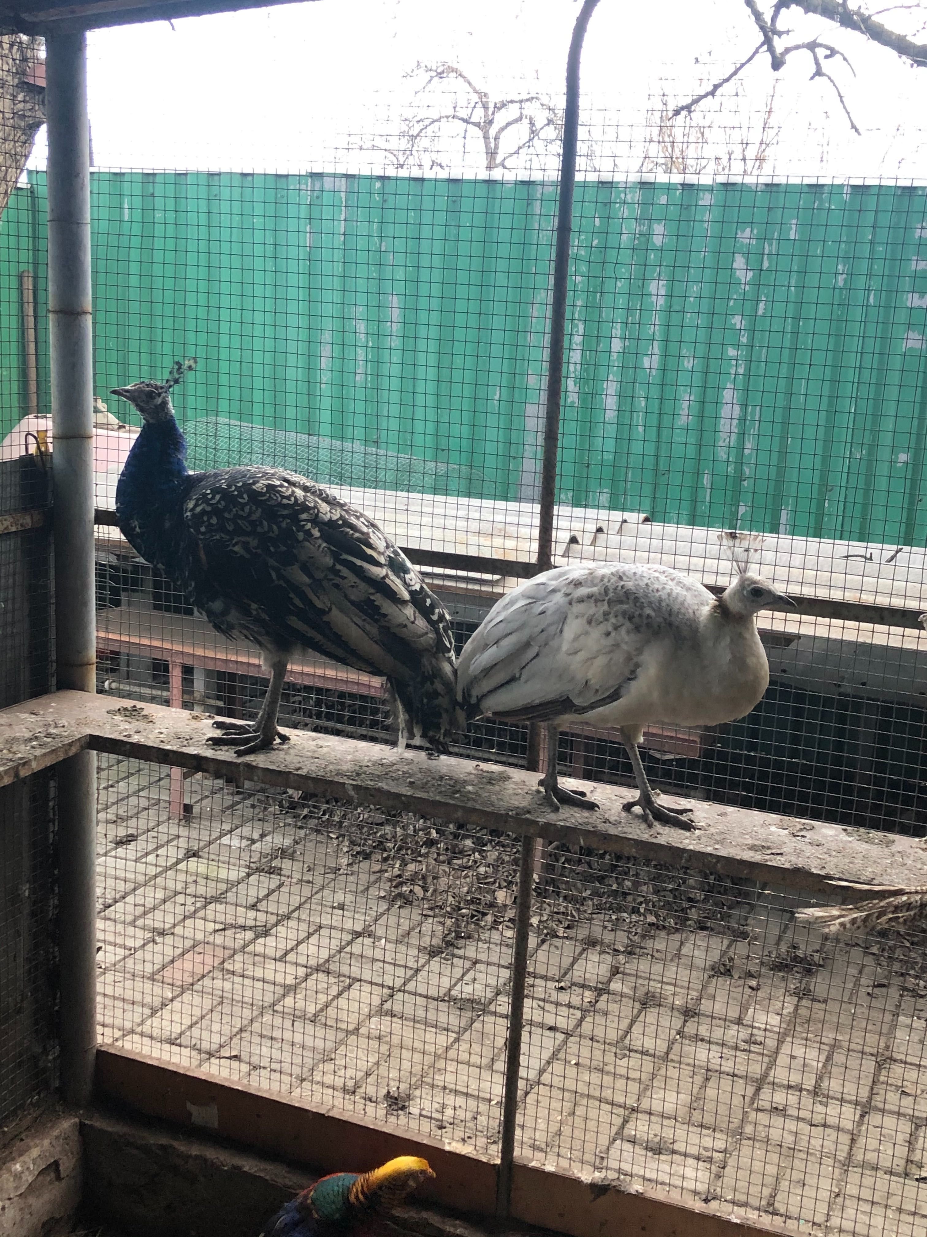 Продам фазанов Павлинов голубей разной породы и возраста!