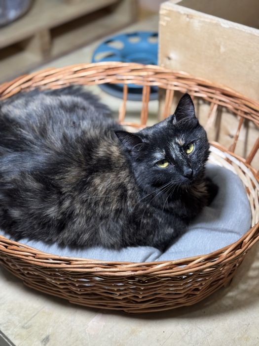 Отдам  котейк, цвет черпачный