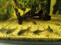 Vários  tipos de peixes