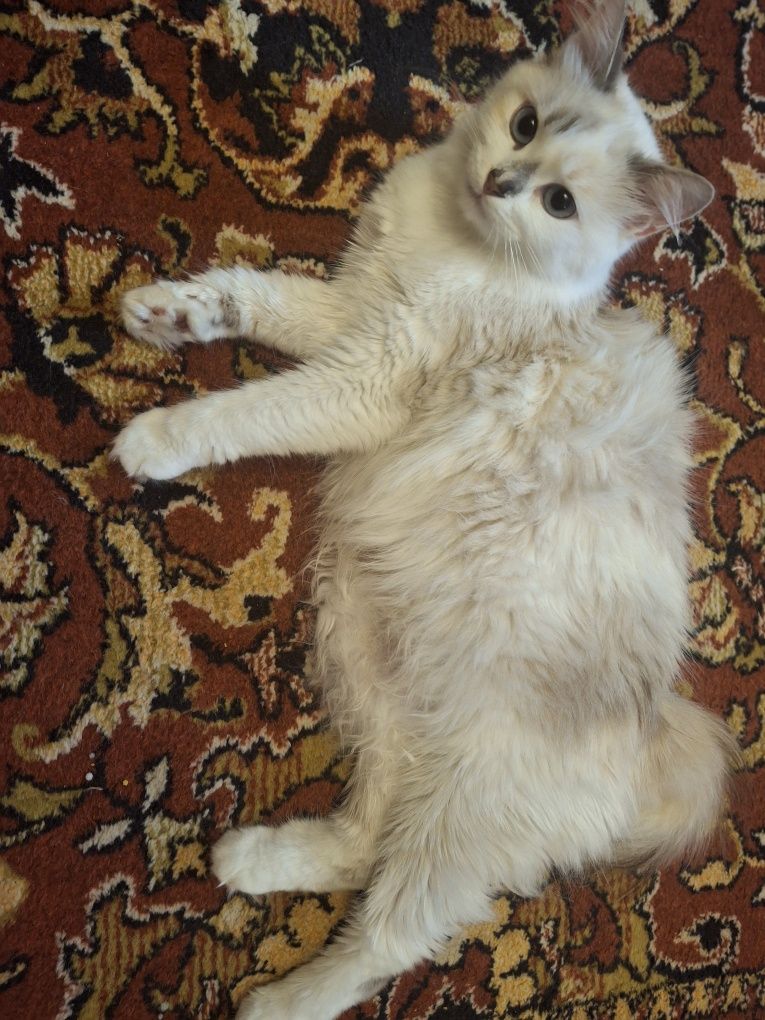 Котики породы турецкая ангора