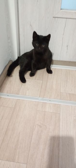 Oddam kocurka w dobre ręce