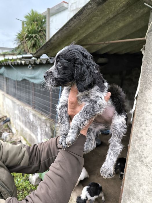 Epagneul Breton Fêmea
