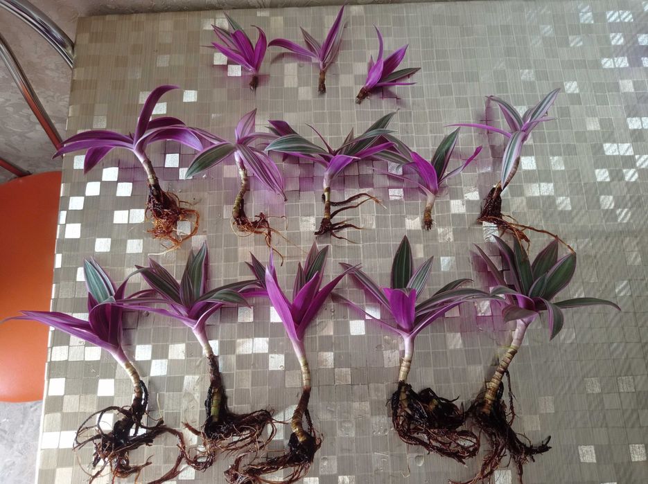 Вкорінені рослини Рео