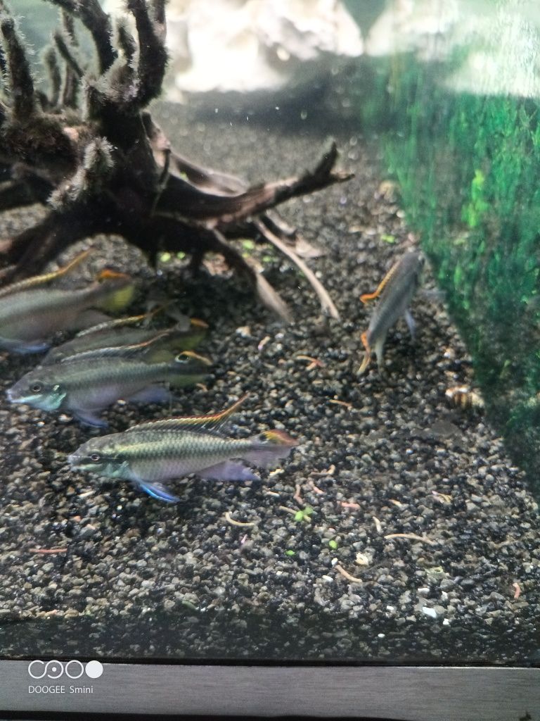 Kribensis adultos