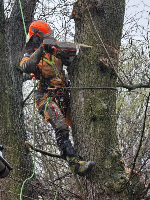 Alpinistyczna wycinka drzew, usługi rębakiem