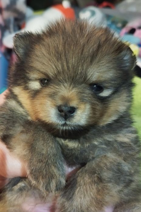 Pomeranian szpic miniaturowy ZKwP