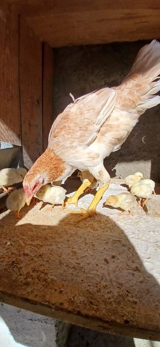 Pintos Índios Gigantes, Pais nas fotos sao puros