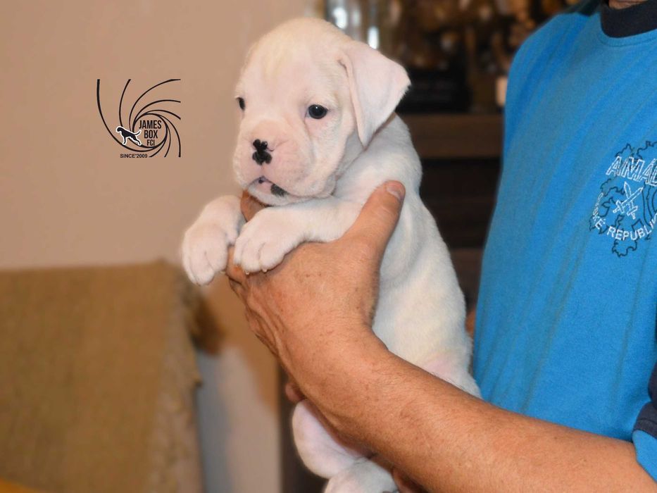 BOKSER- biała suczka z rodowodem FCI-rezerwacja