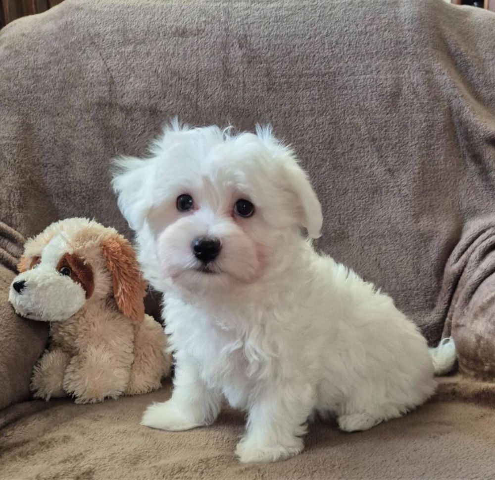 Bichon Maltes qualidade !!