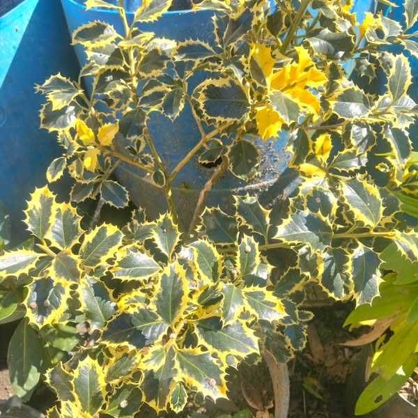 Árvores e fruto e outras