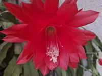 Kaktus Epiphyllum duży czerwony