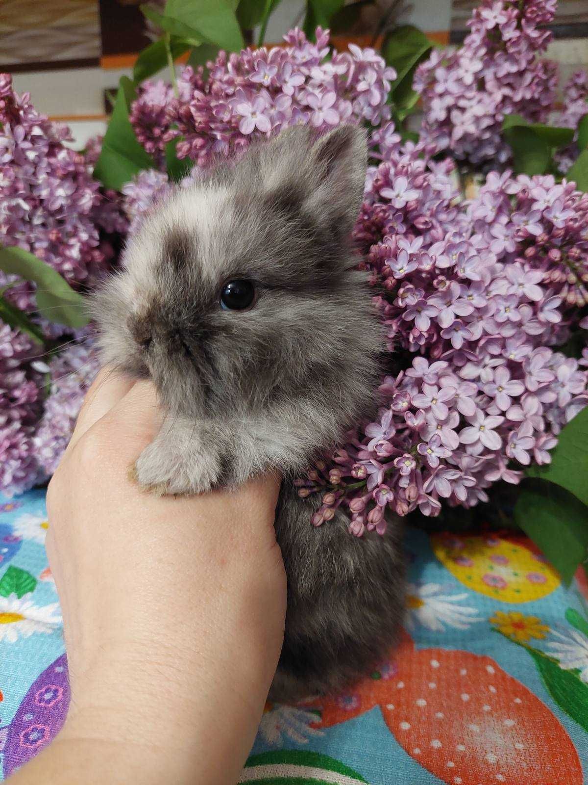Декоративний міні кролик