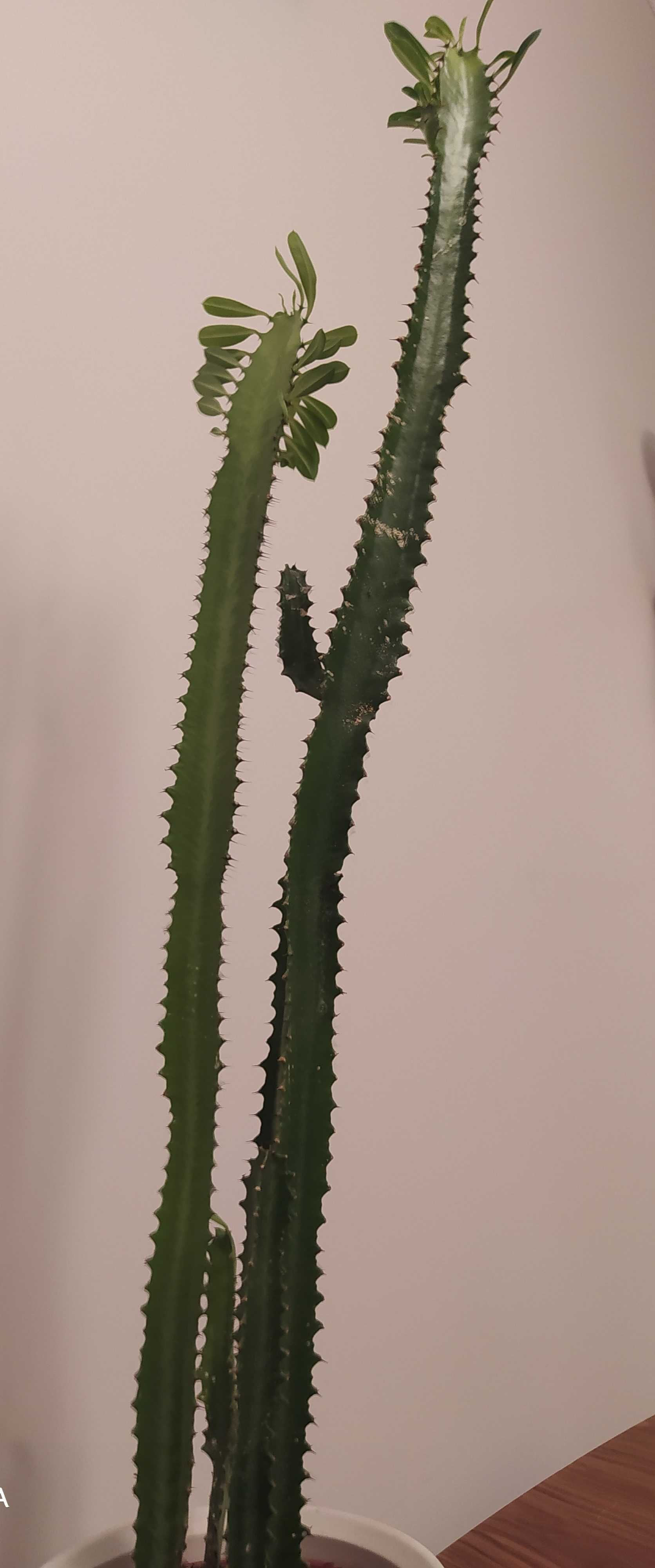 Wilczomlecz 50- 60 cm cm euphorbium euphorbia