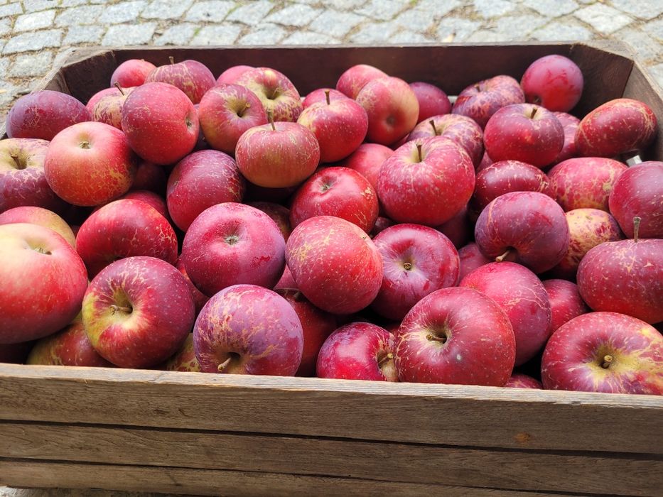 Jabłka Stara Odmiana Malinówka