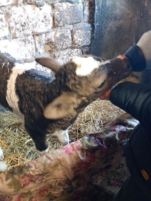 Продам телёнка бычок