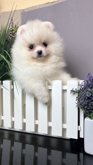 Дівчата помераньського шпиця