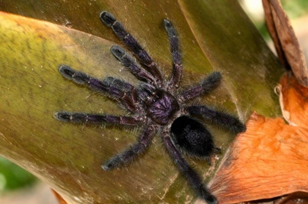 Avicularia Purpurea L3 ptasznik