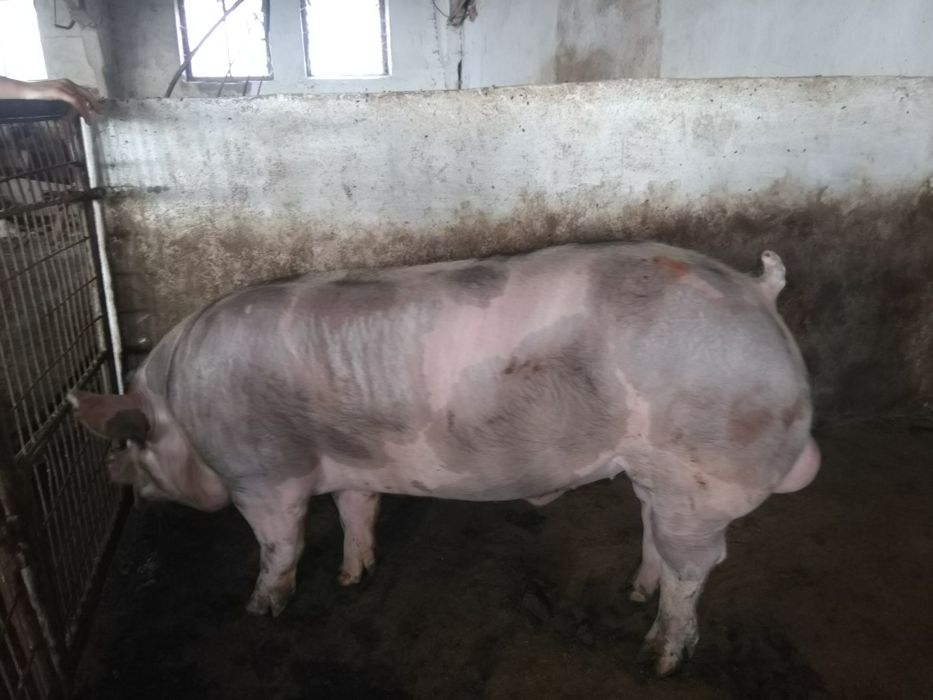 Штучне осемінення і свиней племенні хряки петрен, макстер,гемпшер.