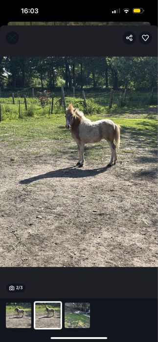 Młody Kucyk Gwiazda