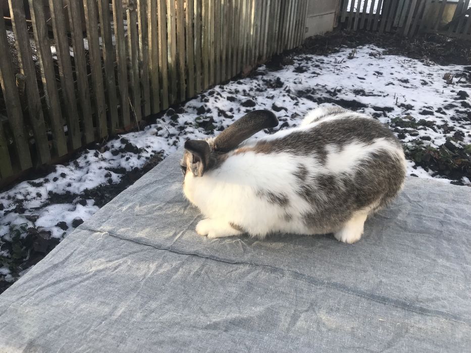 Продам кроликів!!! ( Самеь)