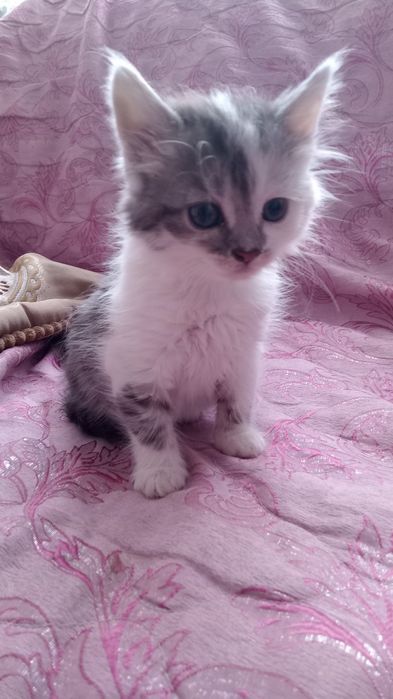 Маленька дівчинка в добрі руки