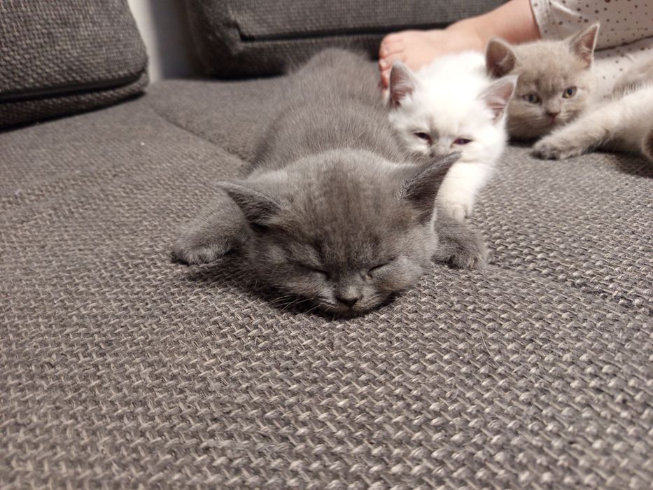 Kot brytyjski niebieski Djego do rezerwacji