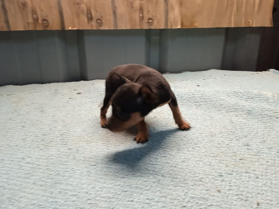 Pinscher MINIATURA preto