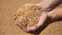 Зерно пшениця кукурудза