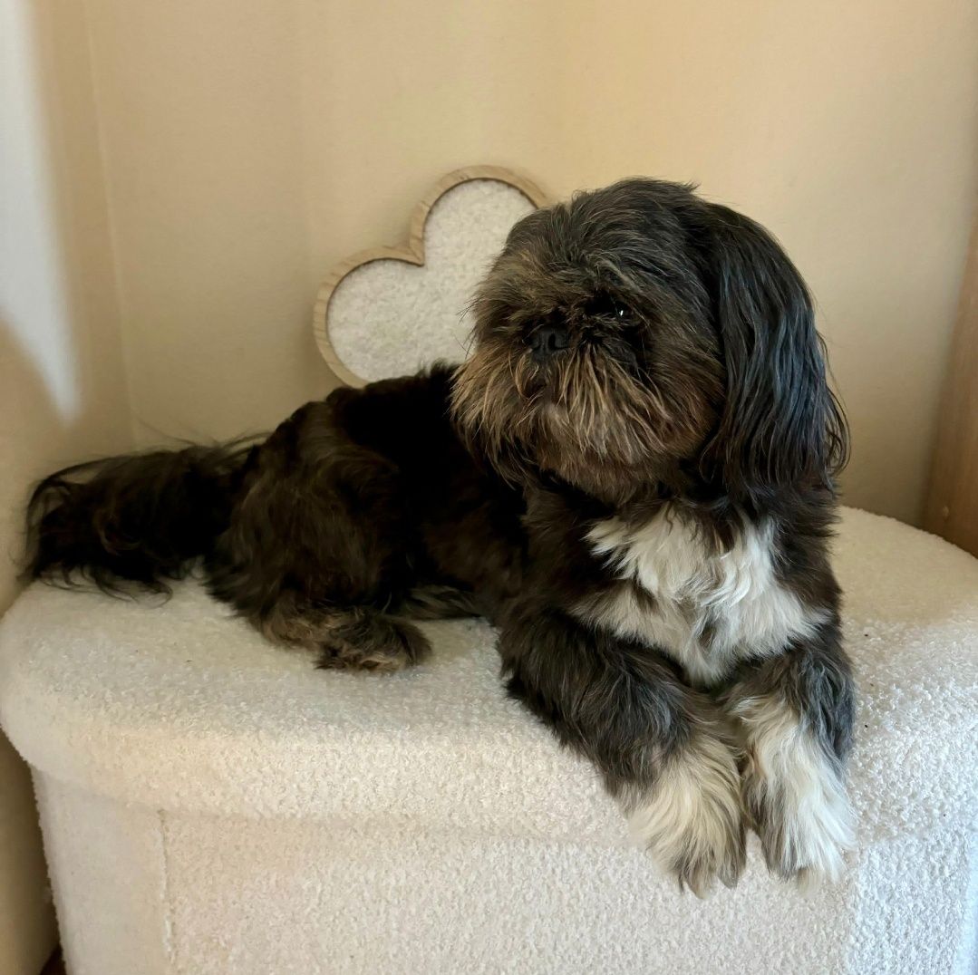 Reproduktor shih tzu