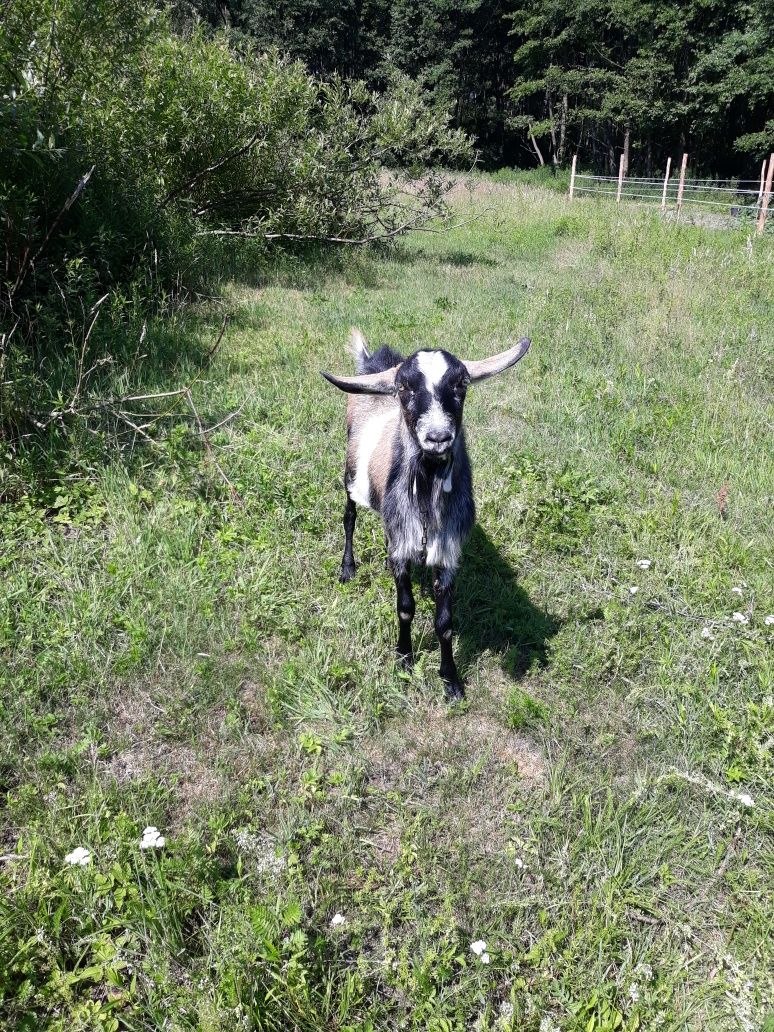 Kozioł cap sprzedam.