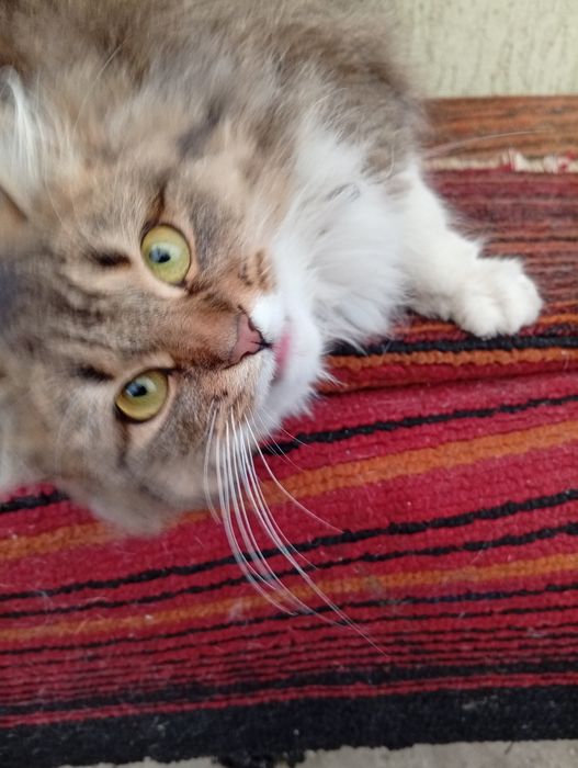 Пушистый котенок в добрые руки