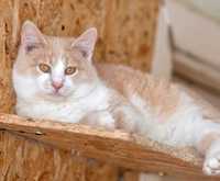 Бочка - рыжая кошка, 8 мес, стерилизована, кот, котенок