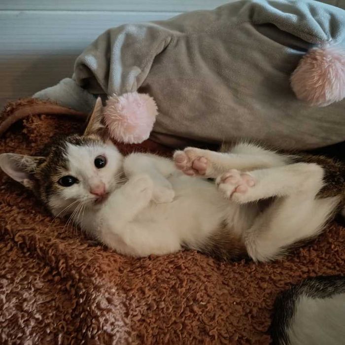 Mały psotnik Ajen czeka na dom, który pokocha jego szaleństwo!