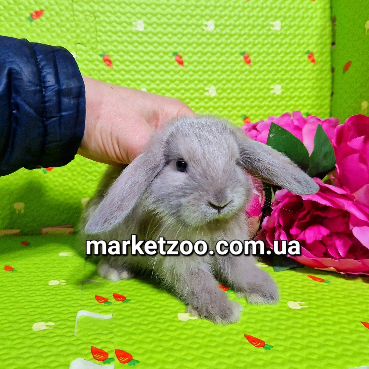 Mini міні мини mini lop вислоухий кролик баранчик