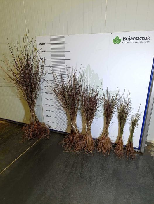 Ałycza - Podkładka dla drzew owocowych (śliw i innych) WIOSNA 2025