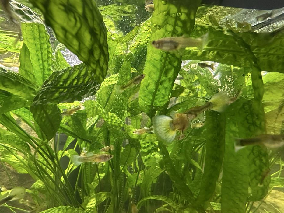 Rybki gupik, molinezje czarne. Roślinki, krewetki red i glonojady.