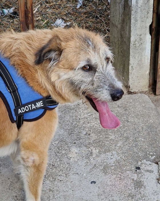 AZEITONA - Cãozinho para Adoção