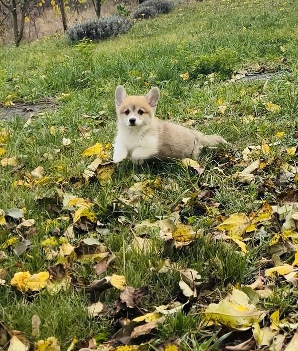 Коргі Пемброк. Купити маленьку крихітку.