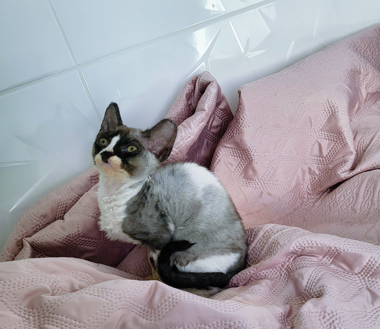 Devon Rex