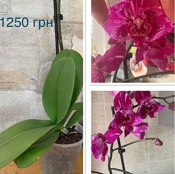 Орхидея фаленопсис Пурпурный ливень пилор, и другие