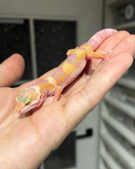 Gekon lamparci tremper het raptor